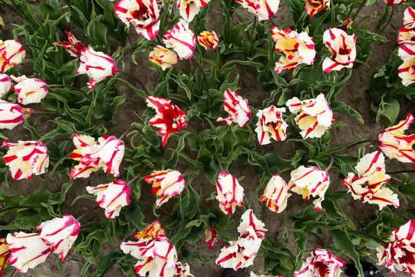 Champ Coloré Tulipes Aux Pays Bas — Photo