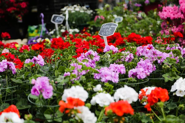 Blumen Aus Dem Blumenladen Markt Lille — Stockfoto