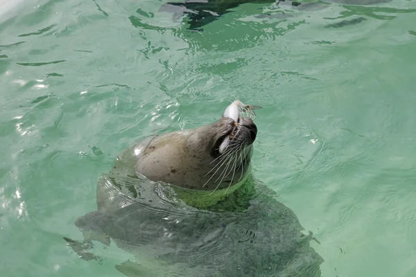 Seal Texel — Stock Photo, Image