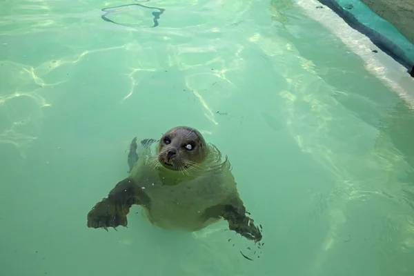 Seal Texel — Stock Photo, Image