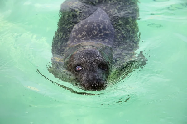 Seal Texel — Stock Photo, Image