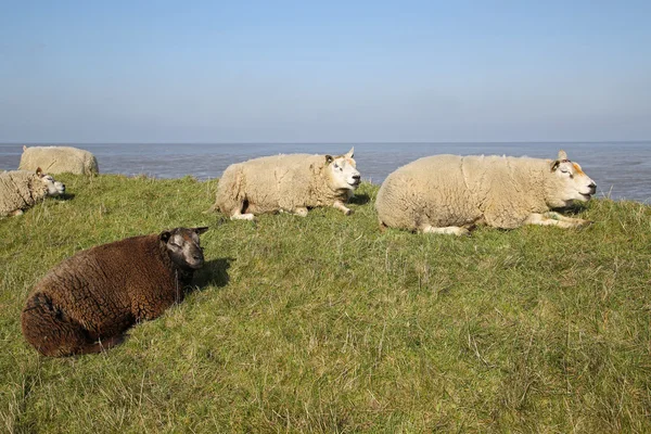 Texel Lamb — Φωτογραφία Αρχείου