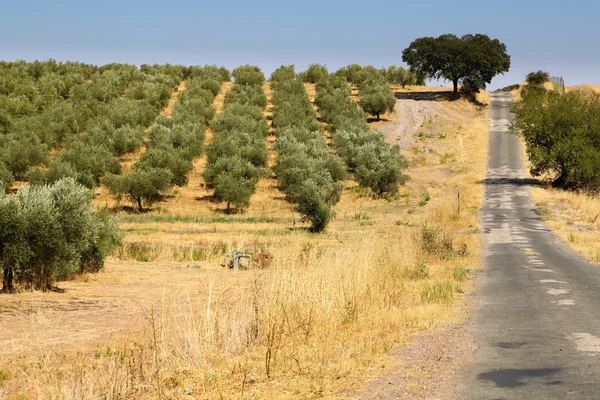 Ελαιόδεντρα — Φωτογραφία Αρχείου