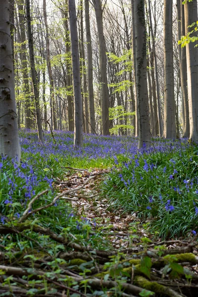 Hallerbos — Stock Fotó