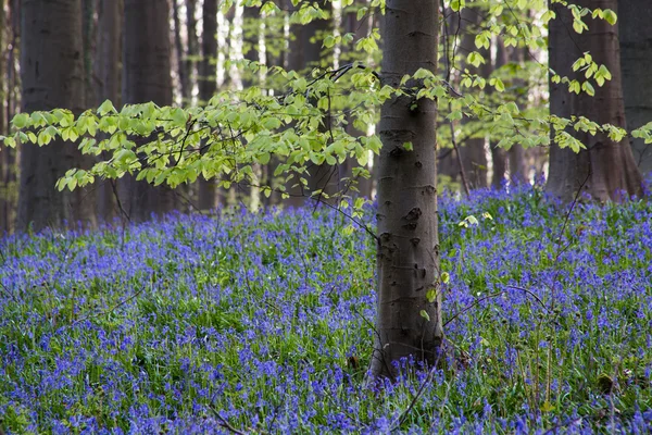 Hallerbos — Stock Fotó