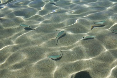 Sardunya sualtı dünyası