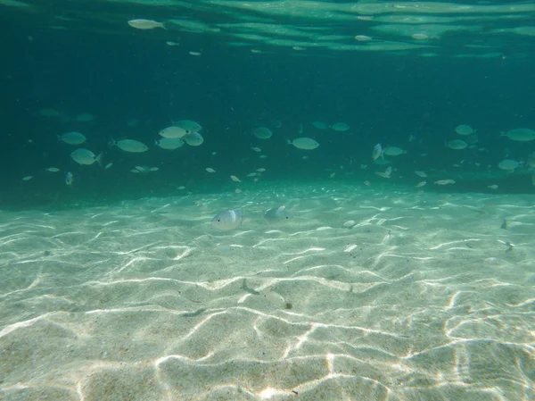 Mondo subacqueo della Sardegna — Foto Stock