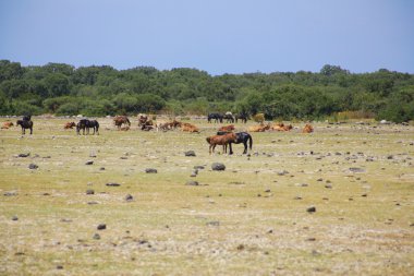 Giara di Gesturi