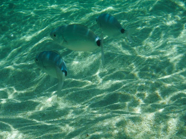 Сардинія підводного життя — стокове фото