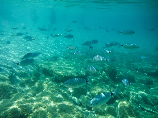Podwodne życie Sardynii — Zdjęcie stockowe