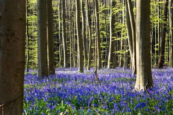 Bluebells 꽃 Hallerbos — 스톡 사진