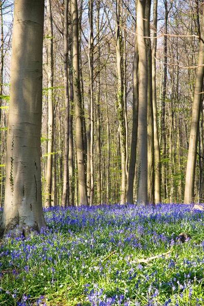 Bluebells 꽃 Hallerbos — 스톡 사진