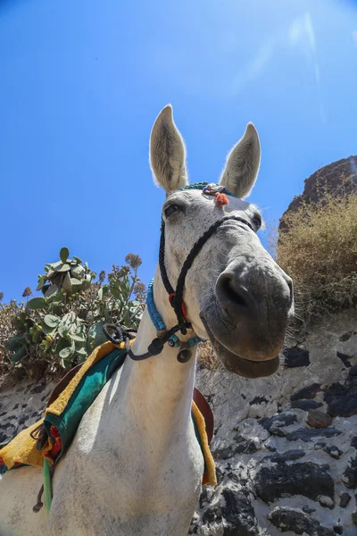 Santorini Donkey Greece — Stock Photo, Image