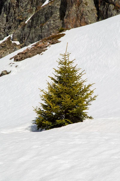 Alpen in de winter — Stockfoto