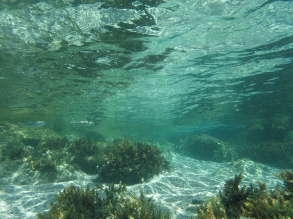 Maddalena Strand Sardinen — Stockfoto