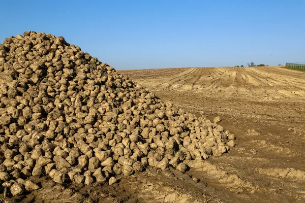 Pile of sugar beets — Stock Photo, Image