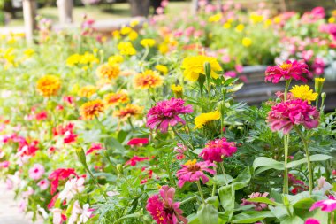 bahçede çiçek çiçekler