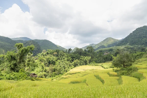 Granja de arroz en la montaña —  Fotos de Stock