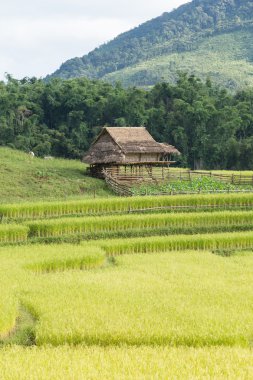 pirinç tarlaları evim. 