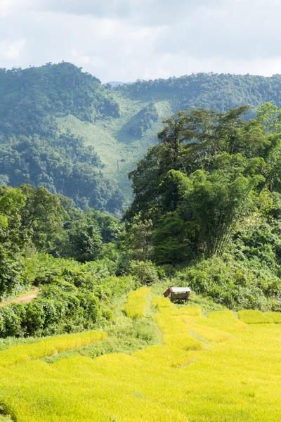 Rice farm on the mountain — Stock Photo, Image