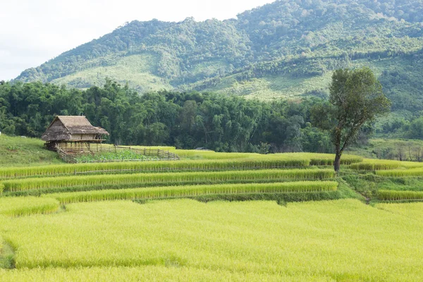 Fazenda de arroz na montanha — Fotografia de Stock