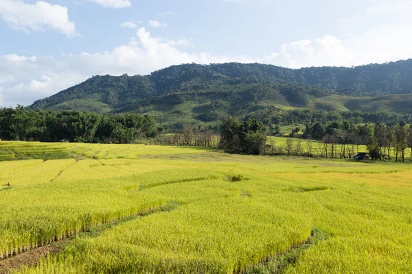 Fazenda de arroz na montanha — Fotografia de Stock