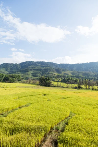 Ferme de riz sur la montagne — Photo