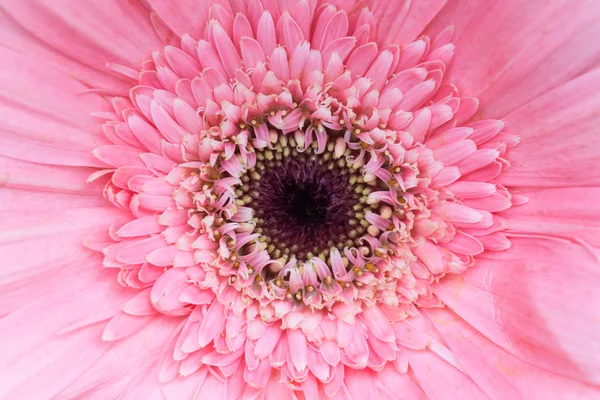 Pollen dark pink flower — Stock Photo, Image