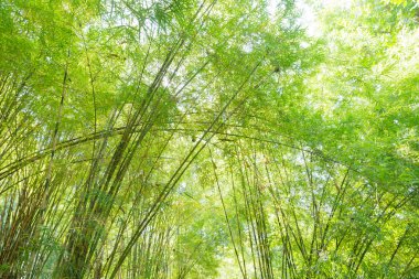 Dalları ve yaprakları bambu