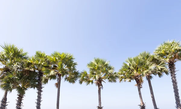 Şeker palm denizin kenarında bir satır. — Stok fotoğraf