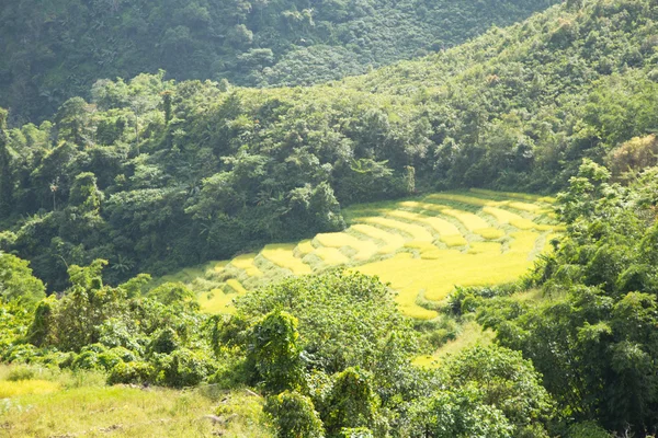 Rijst boerderij op de berg — Stockfoto