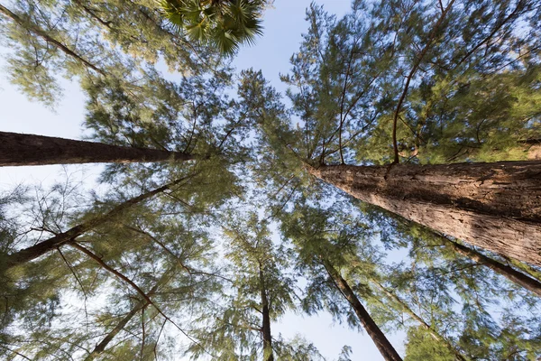 Árboles altos que cubrían el cielo — Foto de Stock