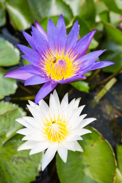 Lotus in voller Blüte in einem Teich. — Stockfoto