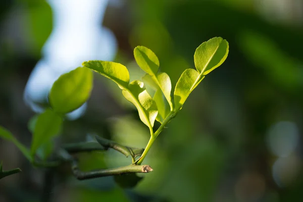 Top van de bergamot — Stockfoto