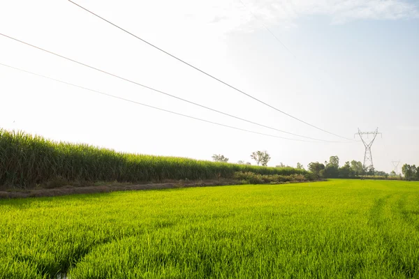 Líneas de transmisión de electricidad en campos de arroz —  Fotos de Stock