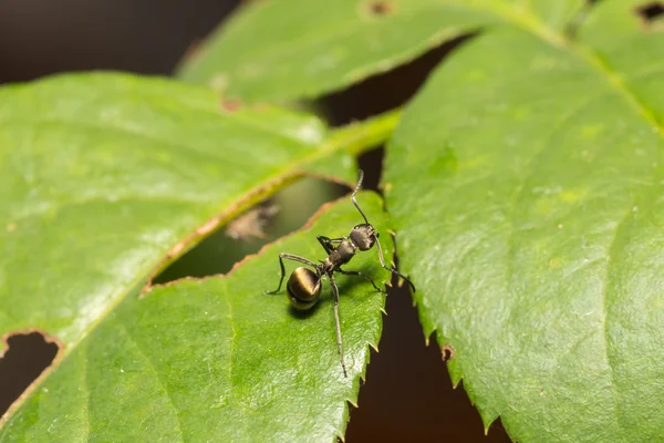 Macro hormiga en una hoja —  Fotos de Stock