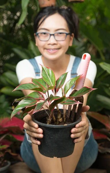 Gartengeräte für Frauen — Stockfoto