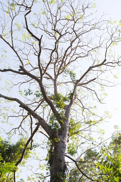 Ağaç sonbahar yaprak