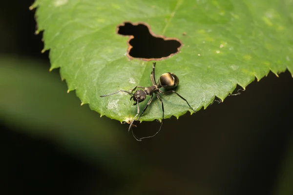 Macro fourmi sur une feuille — Photo