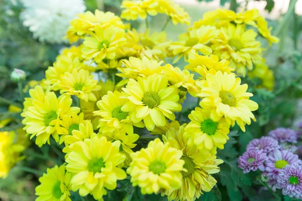 Shrubby tree with yellow flowers — Stock Photo, Image