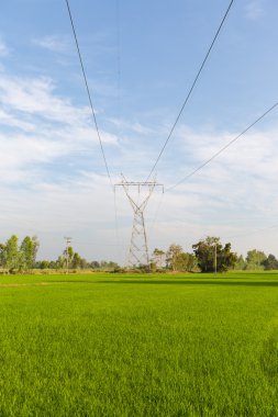 Elektrik iletim hatları içinde pirinç tarlaları