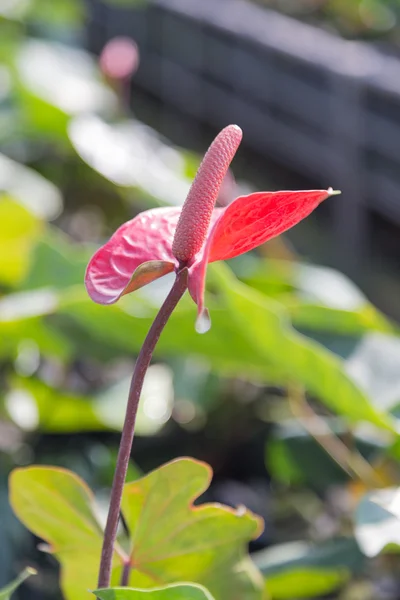 Rote Anthurium-Pflanzen — Stockfoto