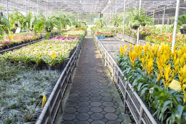 Appezzamenti di giardinaggio serra — Foto Stock