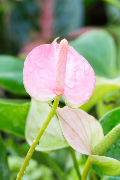 Piros anthurium növények — Stock Fotó