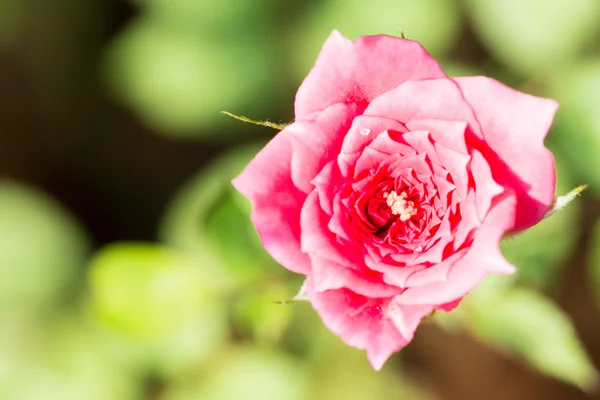 マクロの赤いバラ — 图库照片