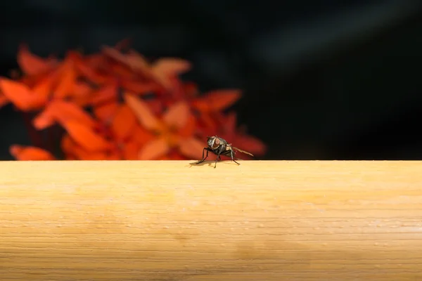 Макро муха надута на трубу . — стокове фото