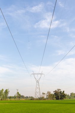 Elektrik iletim hatları içinde pirinç tarlaları