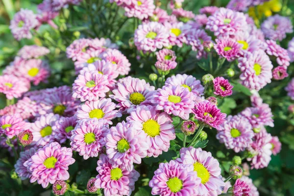 Purple flowers in full bloom — Stock Photo, Image