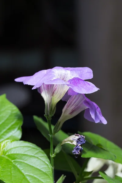 蓝色花的花束 — 图库照片