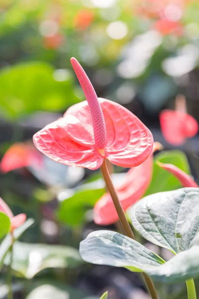 Piros anthurium növények — Stock Fotó